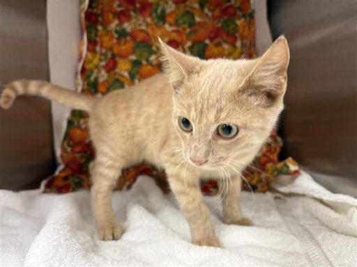 Orange and white male cat sitting in kennel on a towel