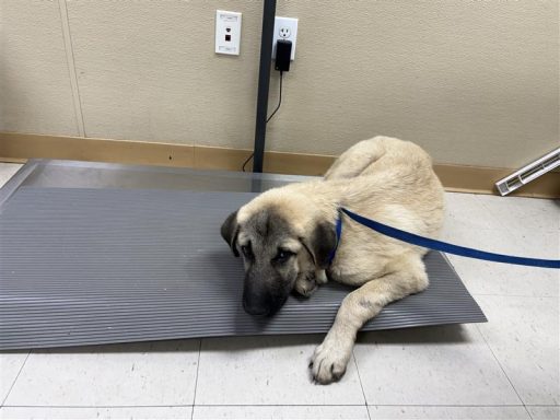 Male puppy sitting on floor