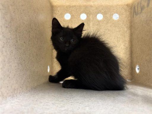 Black colored cat sitting in kennel box