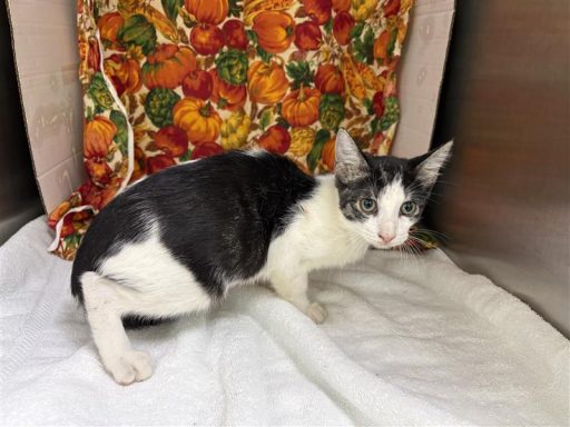 A tabby and white cat sitting in kennel on a towel