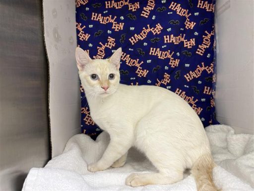 White and yellow colored male cat sitting in kennel on a towel