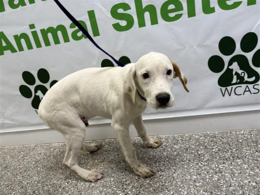 A male white and black puppy sitting in the hallway on a leash