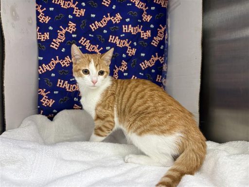 White and yellow female cat sitting in kennel on a towel