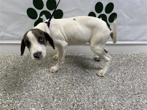 A white and merle, female lab standing in the hallway on a leash