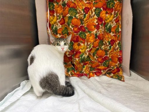 grey and white female cat sitting in kennel on a towel
