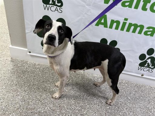 black and white female dog standing in hallway on a leash