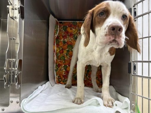 Brown and white male puppy sitting in kennel on a towel