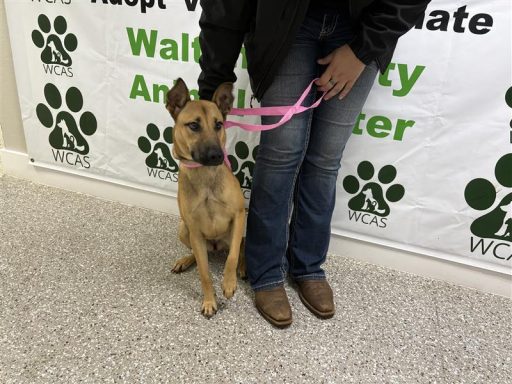 Tan and black female dog sitting in hallway on a leash