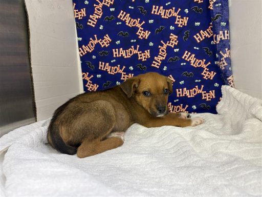 Black and Tan male dog sitting in kennel on a towel