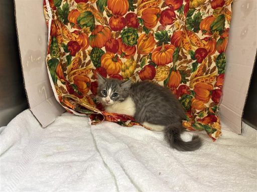 Grey and white cat sitting in kennel