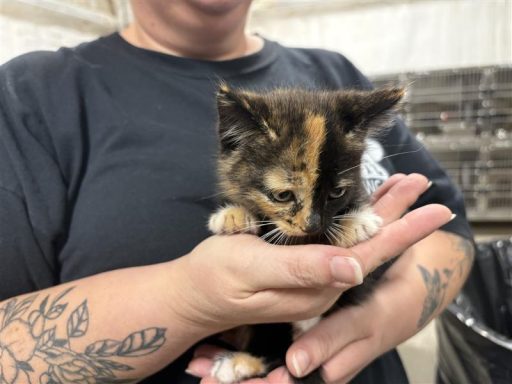 Calico female cat being held
