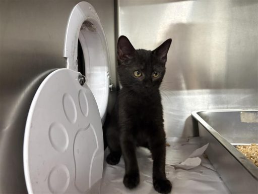 Black female cat sitting in kennel