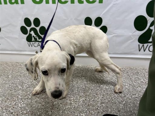 White and black female puppy standing in the hallway on a leash