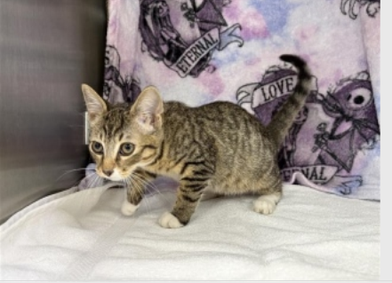 A tabby white male cat sitting in kennel on a blanket