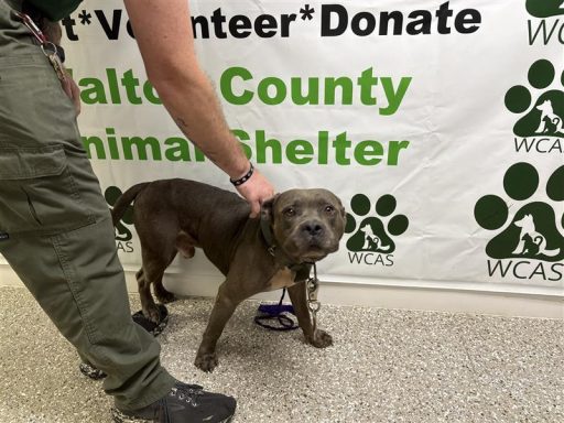 gray male bulldog mix standing in hallway