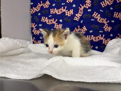 calico kitten