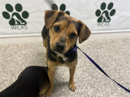 tri color female beagle mix
