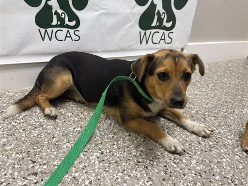 tri color female beagle mix